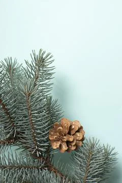 Fir branches and a cone on light blue. Christmas minimalism. Space for copying. Stock Photos