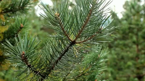 Fir branches in the autumn forest Stock Footage 11981647