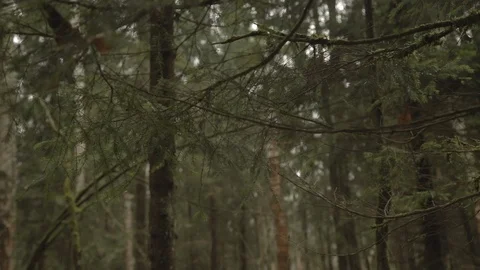 Fir branches in the autumn forest Video stock 100783211