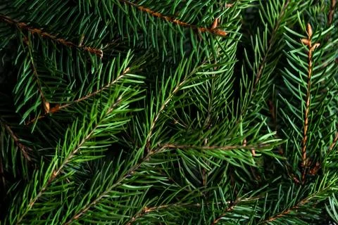 Fir branches background. Christmas background Stock Photos