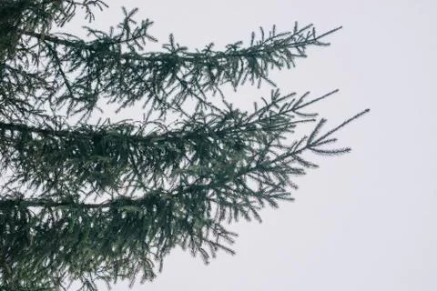 Fir branches on the background of the cloudy sky Stock-Fotos