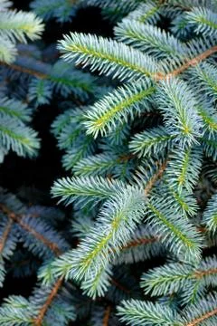 Fir branches background Stock Photos
