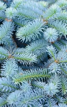 Fir branches background Stock Photos