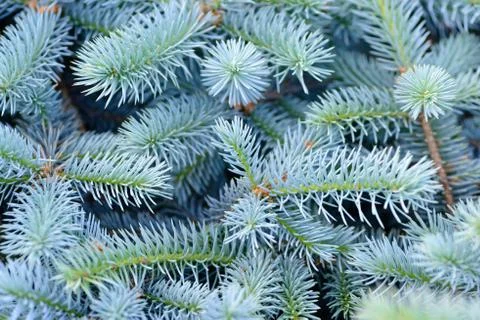 Fir branches background Stock Photos