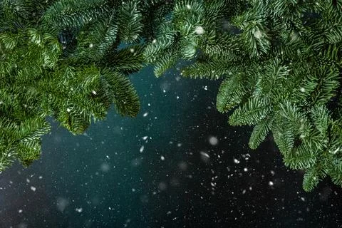 Fir branches background Stock Photos