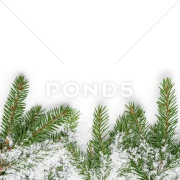 Fir Branches Border On White Background
