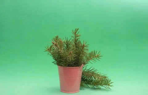 Fir branches in bucket Stock Photos