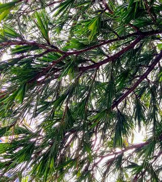 Fir branches close-up. On the branches are green needles Stock Photos