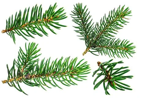 Fir branches. Close-up. Isolated background. Christmas and New Year. Elements Stock Photos