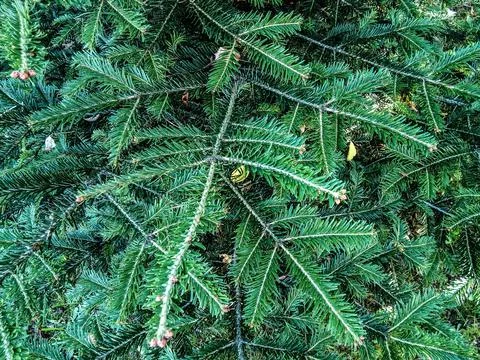 Fir branches - close up, nature Stock Photos