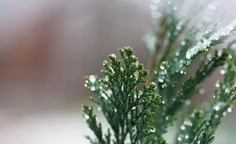 Fir branches close up Stock Photos