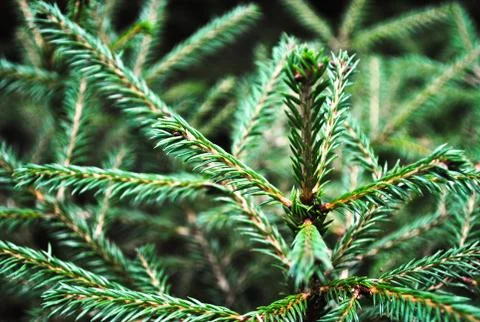 Fir branches close Stock Photos
