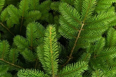 Fir branches close up texture. Christmas background. Poster.Xmas tree card. 스톡 사진