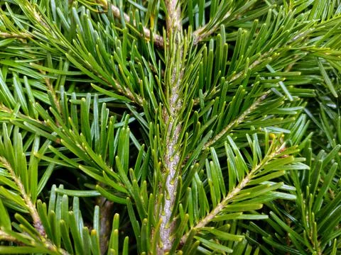 Fir branches - close up view Stock Photos