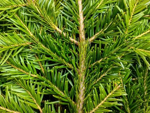 Fir branches - close up view 写真素材