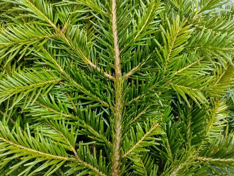 Fir branches - close up view Fotos Stock