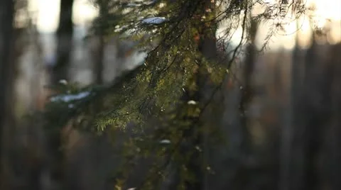Fir branches closeup, with a bit of snow falling from above Stock Footage 10595360