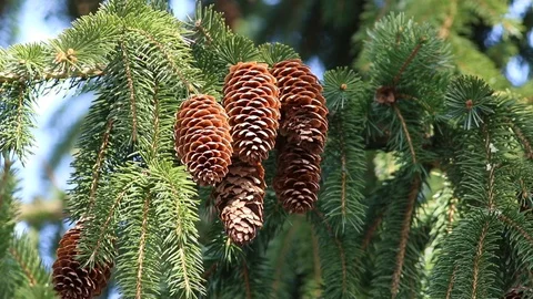 Fir branches with cones against the blue sky Stock Footage 127708139