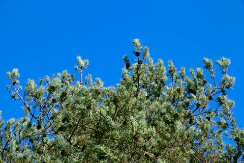 Fir branches with cones on a background of blue sky in a bright sunny day. Stock Photos