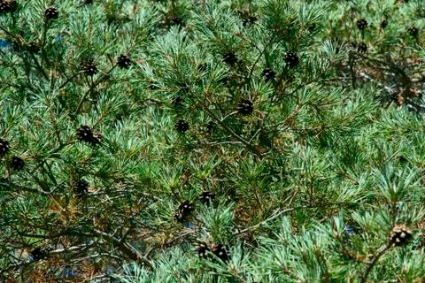 Fir branches with cones on a background of blue sky in a bright sunny day. Foto stock
