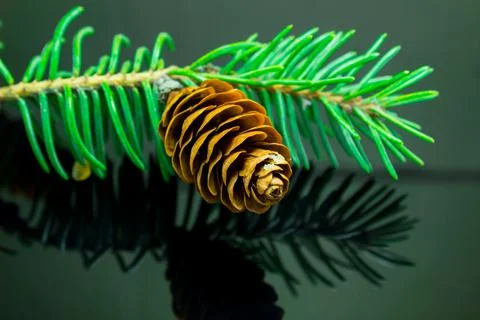 Fir branches with cones on a black background Stock Photos