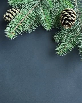 Fir branches with cones on dark  background.  Winter or New Year concept. New Foto stock