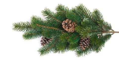 Fir branches with cones Stock Photos