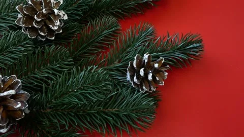 Fir branches with cones on a red background Stock Footage 165620449