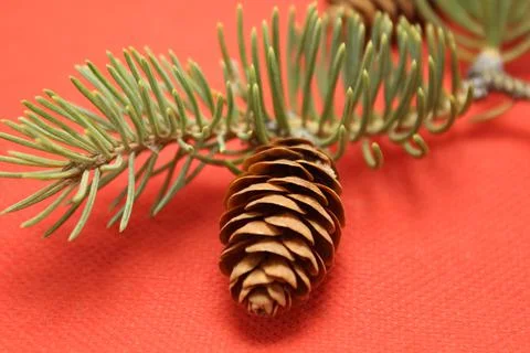 Fir branches with cones on a red background Stock Photos