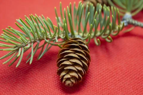 Fir branches with cones on a red background Stock Photos