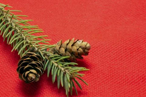 Fir branches with cones on a red background Stock Photos