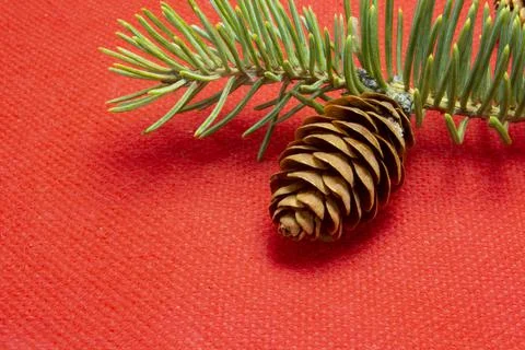 Fir branches with cones on a red background Stock Photos