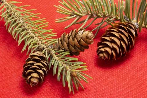 Fir branches with cones on a red background Stock Photos