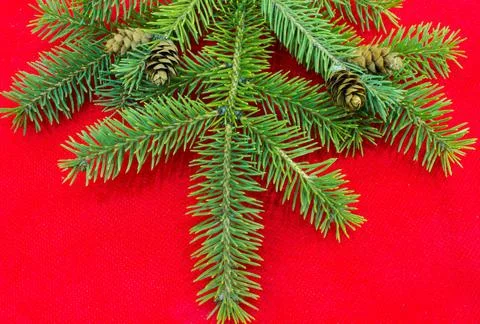 Fir branches with cones on a red background Stock Photos