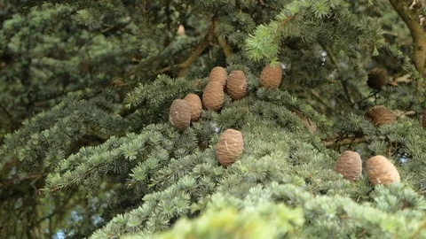 Fir branches with cones sway in the wind Stock Footage 108625044