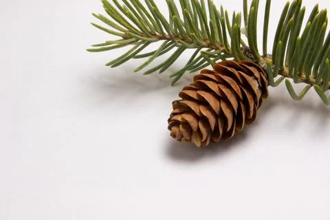 Fir branches with cones on a white background Stock Photos