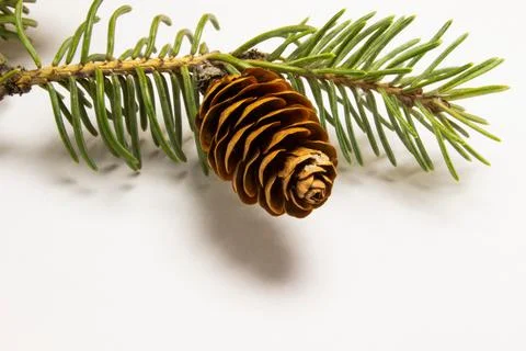 Fir branches with cones on a white background Stock Photos