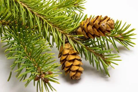 Fir branches with cones on a white background Stock Photos