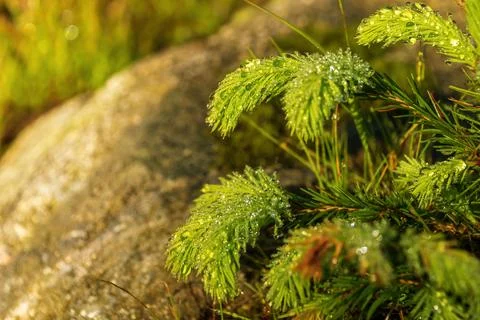 Fir branches covered with dew. Beautiful natural background. Stock Photos