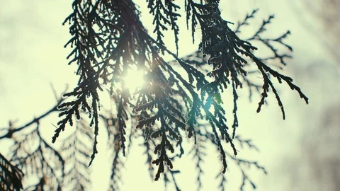 Fir branches covered with hoar frost. Sunny Stock Footage 72646950