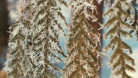 Fir branches covered with hoar frost. Sunny Stock Footage 72648870