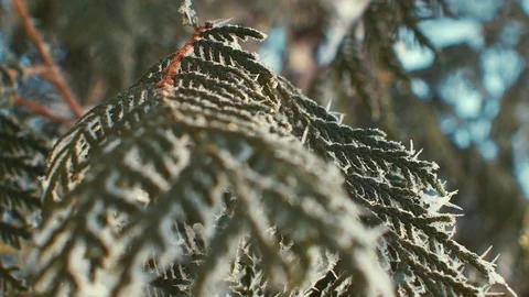 Fir branches covered with hoar frost. Sunny Stock Footage 72649910