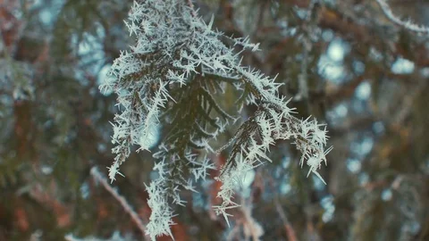 Fir branches covered with hoar frost. Sunny Stock Footage 72650193