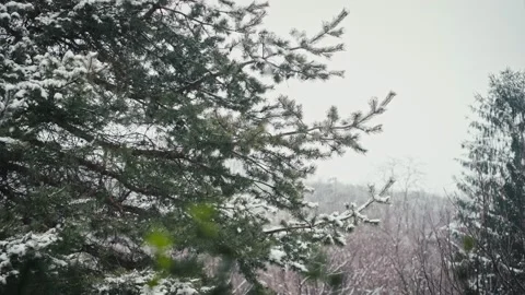Fir branches covered with snow during a snowfall. Stock Footage 219921782