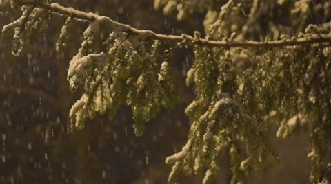Fir branches covered with snow Video stock 45588396