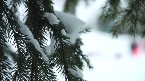 Fir branches covered with snow Stock-Footage 86951301