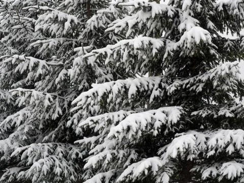 Fir branches covered with snow Stock Photos