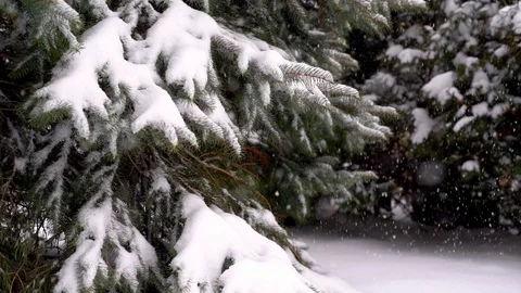 Fir branches covered with snow in slow motion Stock Footage 125411388
