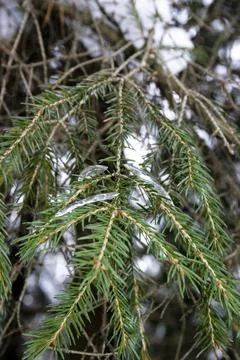 Fir branches covered with snow in the winter forest close-up Stock Photos