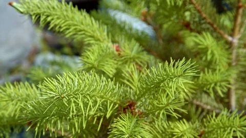 Fir branches detail - Summer on Mount Hood Stock Footage 82013463